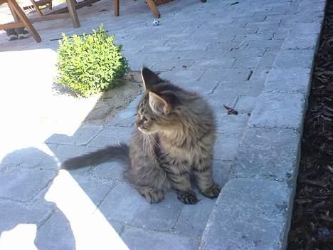 Blanding af racer *Farvel lille Sylle* billede 14