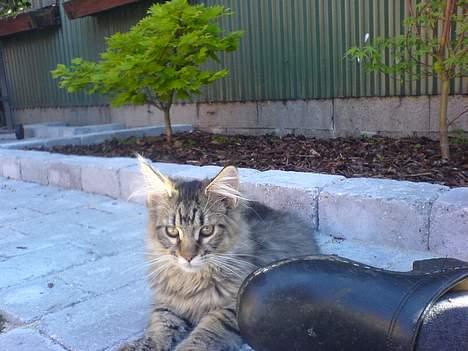 Blanding af racer *Farvel lille Sylle* billede 15