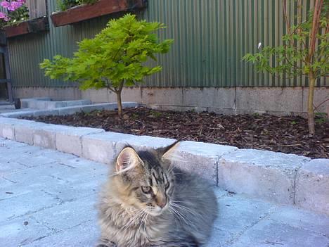 Blanding af racer *Farvel lille Sylle* - På besøg hos Kurt. Og hvor er her dejligt! billede 16