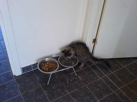 Blanding af racer *Farvel lille Sylle* - Scots vand smager bedre billede 17