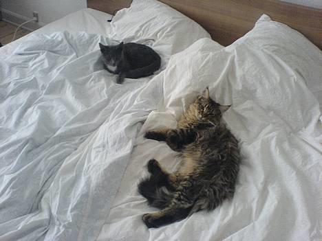 Blanding af racer *Farvel lille Sylle* billede 18