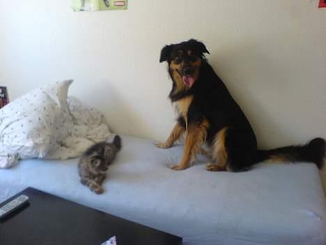 Blanding af racer *Farvel lille Sylle* - Så er der hygge i sengen billede 19