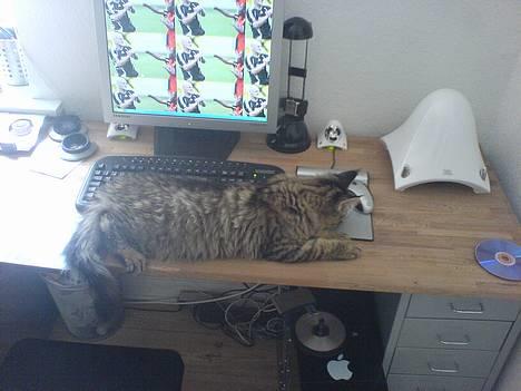 Blanding af racer *Farvel lille Sylle* - Fanger " Musen"  billede 20