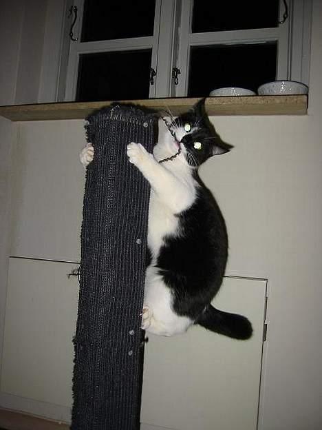 Huskat Stitch - Her er hun ikke så gammel billede 1