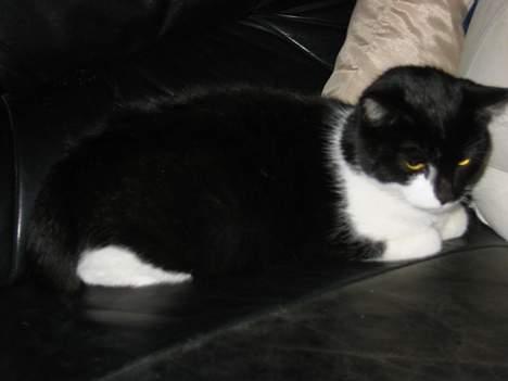 Huskat Stitch - Vi har kapret sofaen billede 2