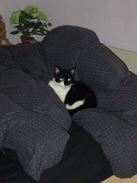 Huskat Stitch - Sengen...Ja tak!!! billede 3