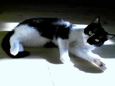 Huskat Stitch - Mmm... solstråler billede 4