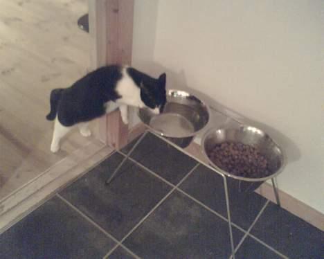 Huskat Stitch - Se jeg deler vand med hunden billede 5