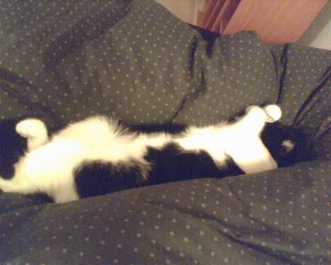 Huskat Stitch - Zzzz..... billede 6