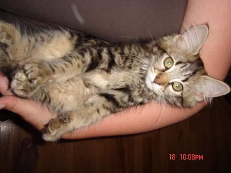 Norsk Skovkat Afrodithe billede 7