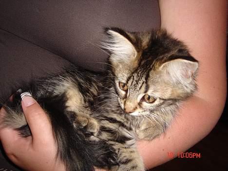 Norsk Skovkat Afrodithe billede 8