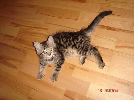 Norsk Skovkat Afrodithe billede 9