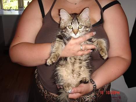 Norsk Skovkat Afrodithe billede 10