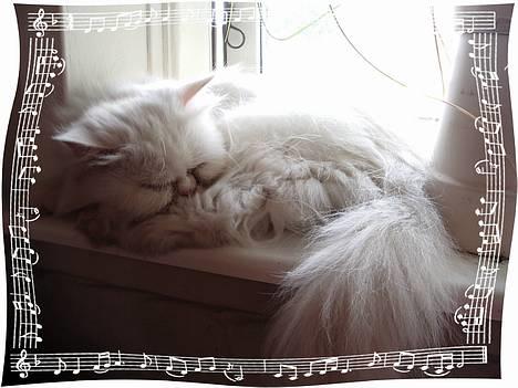 Perser Alaska (Afgået) - Det lufter så dejligt her i vinduet på en varm dag... billede 9