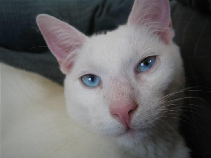 Huskat Milo billede 1