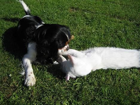 Huskat Milo - Leger med Robin, som også er at finde på hundegalleriet billede 2