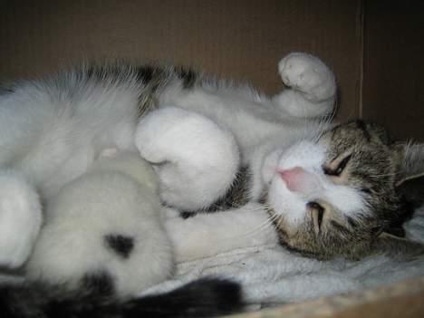 Huskat Milo - Mig som killing. Putter sammen med mor Niki billede 3