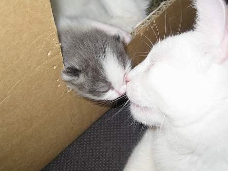 Huskat Milo - Hjælper mor med at passe killinger  billede 4