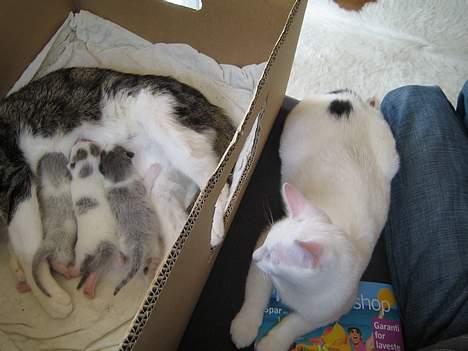 Huskat Milo billede 5