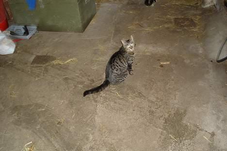 Huskat Stribe - Kigger du på ? billede 6