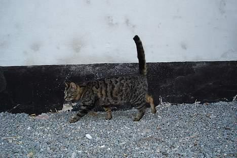 Huskat Stribe - Ihh, se hvor fin jeg er :D billede 7