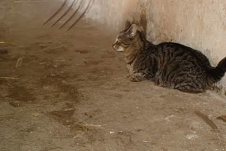 Huskat Stribe - Træt. billede 8