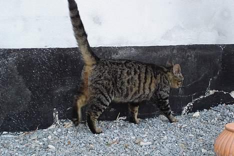 Huskat Stribe - Så, nu gider jeg ikke mere, nu skal jeg ind til mine killinger, FARVEL billede 9