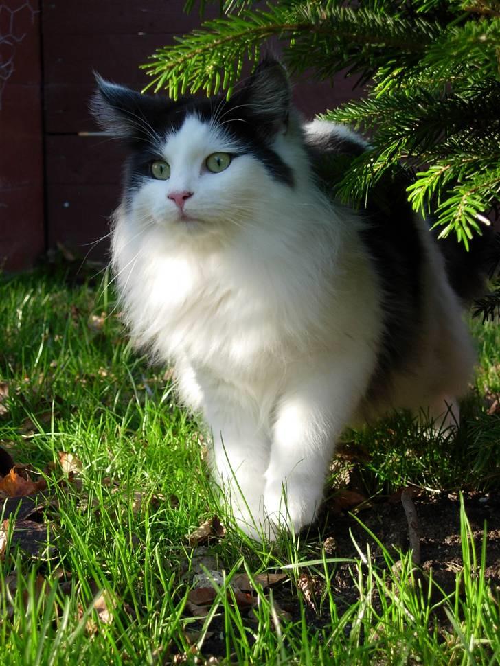 Norsk Skovkat Désirée Fontain - Den 29. januar 2007. - Hun er helt vild med det lille grantræ, for hun kan gemme sig under det og bagved det.. :) billede 1