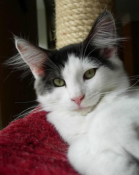 Norsk Skovkat Désirée Fontain - Den 10. august 2006. - Kan hun se mere lækker ud? :) billede 2