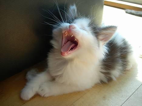 Norsk Skovkat Désirée Fontain - Den 10. juni 2006. - Gaaaaaaab billede 3