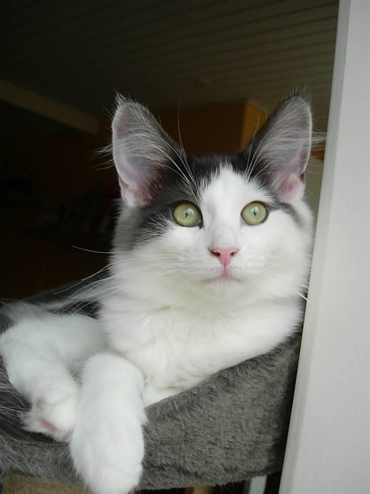 Norsk Skovkat Désirée Fontain - Den 29. august 2006. - Det er næsten ikke tilladt at være SÅ lækker.. :) billede 4