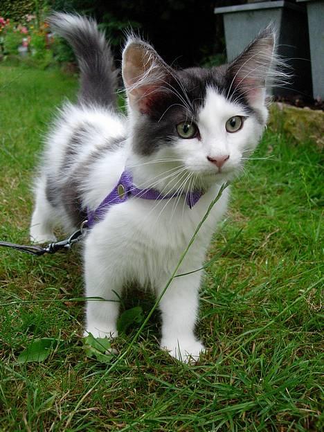 Norsk Skovkat Désirée Fontain - Den 23. juli 2006. - Så er haven også blevet set :) billede 5