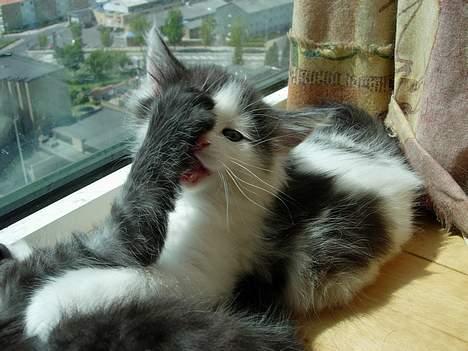 Norsk Skovkat Désirée Fontain - Den 10. juni 2006. - Hov hov Dona, skal du slå :P billede 6