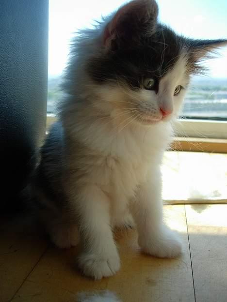 Norsk Skovkat Désirée Fontain - Den 10. juni 2006. billede 7