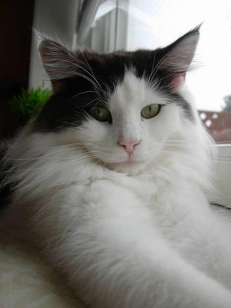 Norsk Skovkat Désirée Fontain - Den 25. februar 2007. - Mums en smækker lækker misser :) billede 8