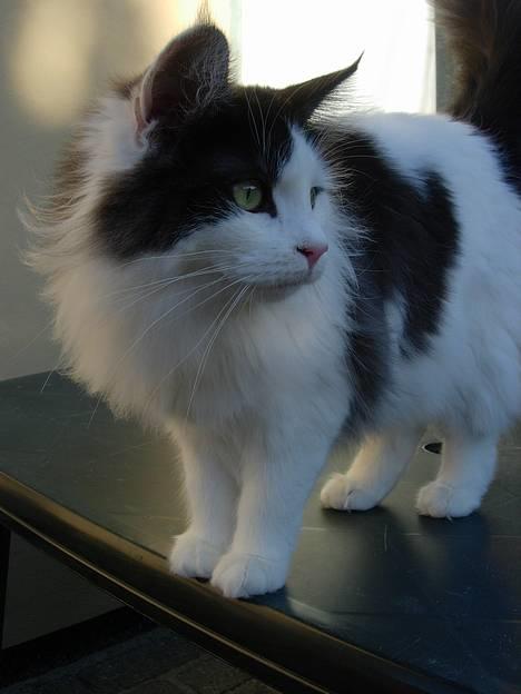 Norsk Skovkat Désirée Fontain - Den 29. januar 2007. billede 9