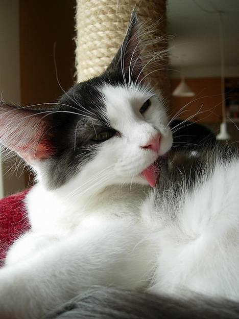 Norsk Skovkat Désirée Fontain - Den 10. august 2006. - Så er den helt store vask igang.. Hvem mon hun skal gøre sig lækker for?.. :) billede 10