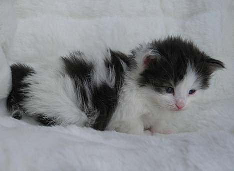 Norsk Skovkat Désirée Fontain - Den 18. maj 2006. - MB har taget billedet billede 11