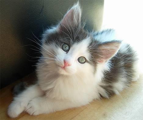 Norsk Skovkat Désirée Fontain - Den 10. juni 2006. - Så smuk den lille misser er :) billede 12