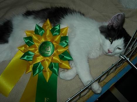 Norsk Skovkat Désirée Fontain - Den 6. august 2006. - En træt misser efter en meget lang dag som udstillingkat :) billede 13