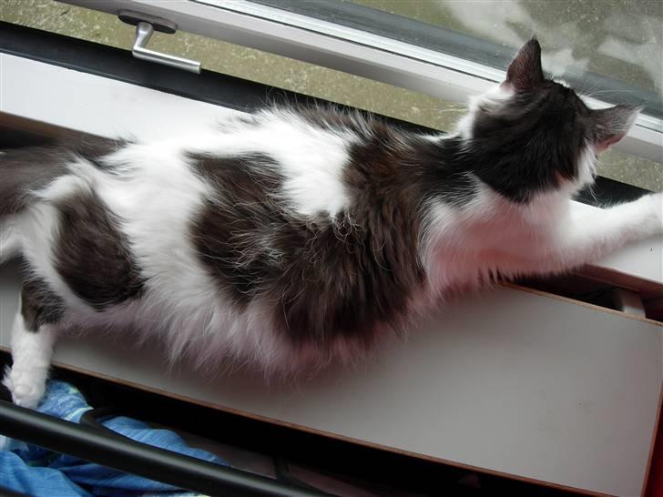 Norsk Skovkat Désirée Fontain - Den 31. juli 2007. - Maven fylder godt efterhånden.. :) Hun er på dag 63 i drægtigheden i dag.. billede 14