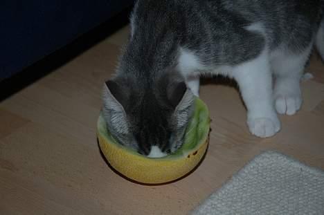 Huskat Fut billede 7