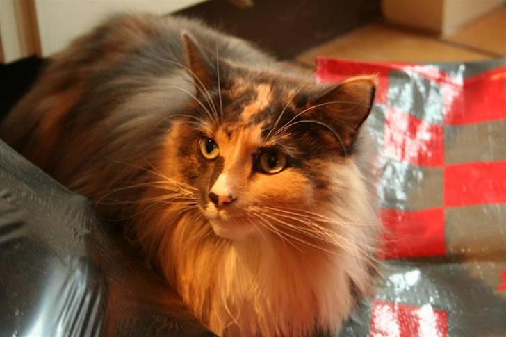 Norsk Skovkat Mischa - Velkommen til min profil :) billede 1