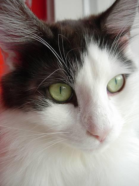 Norsk Skovkat Désirée Fontain - Den 24. april 2007. - Se hendes smukke øjne :) billede 15