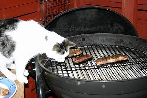 Huskat Nicoline (Myre) - Lækkert, grillmad det lige mig billede 17