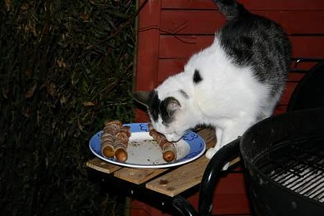 Huskat Nicoline (Myre) - grill pølse, jeg tror jeg snupper en billede 18
