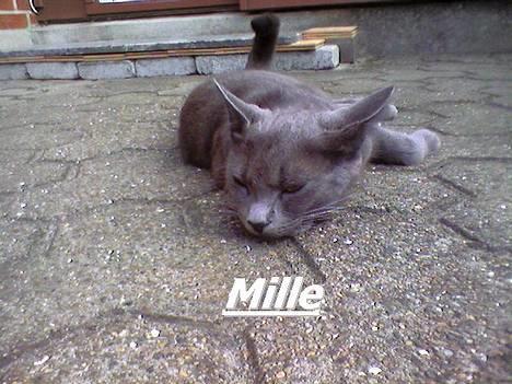 Blanding af racer Mille billede 1