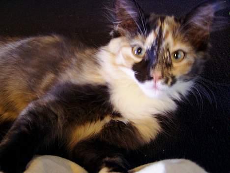 Norsk Skovkat Chanel - Nelle som killing billede 1