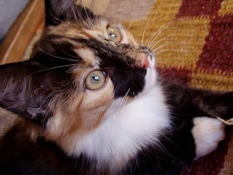 Norsk Skovkat Chanel - Nelle som killing billede 2