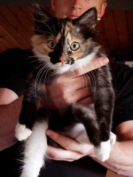 Norsk Skovkat Chanel - Nelle som killing billede 3